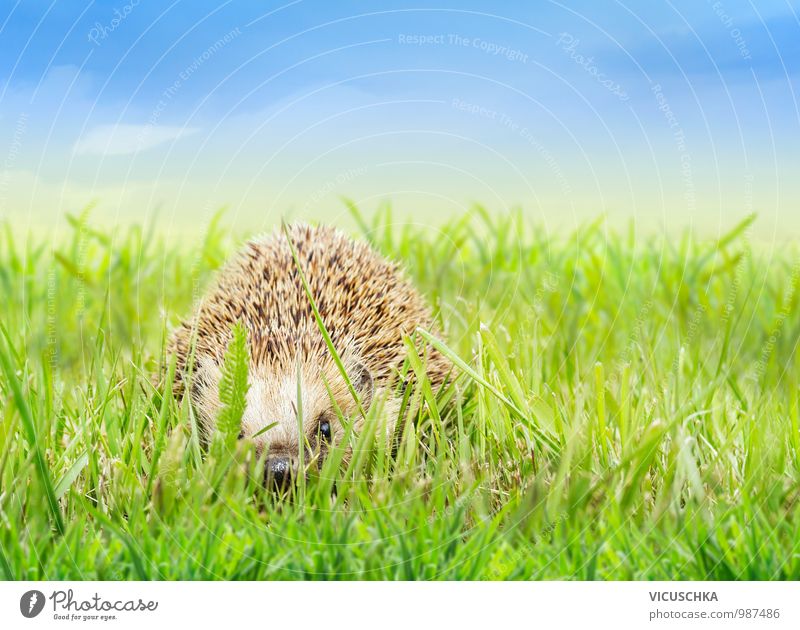 Young hedgehogs in the grass Design Garden Baby Nature Plant Animal Sky Horizon Spring Summer Beautiful weather Park Meadow Field Wild animal 1 Hedgehog Grass