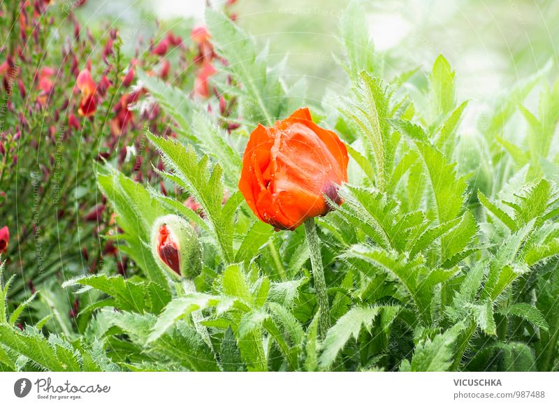 Flowering red poppy in the garden Design Garden Environment Nature Plant Spring Summer Beautiful weather Park Meadow Field Poppy Poppy blossom Leaf