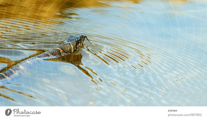 Northern water snake Animal Wild animal Snake 1 Water Fairness Protest Surprise Environment Colour photo Morning Day Light Bird's-eye view Upward