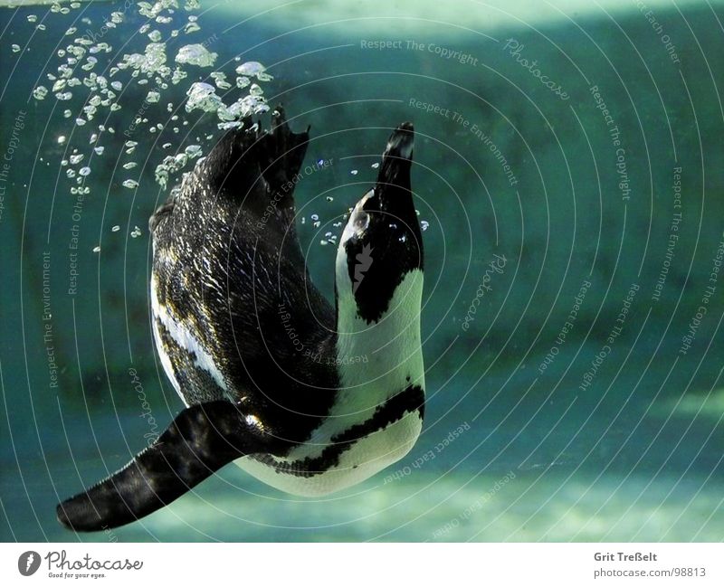 blub Zoo Penguin Green Underwater photo Bird Water Blow Bubble