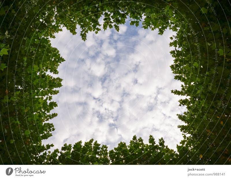 towered up to the sky Horticulture Clouds Summer Tree Leaf canopy Frame Free space Square Simple Tall naturally Green Inspiration Symmetry Growth Opening