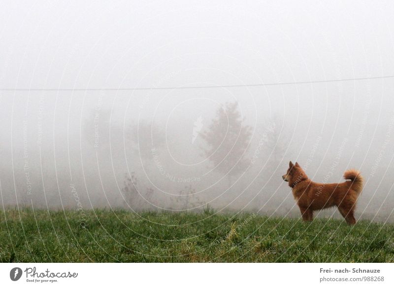 Attentive in the fog Animal Pet Dog 1 Observe Listening Looking Natural Curiosity Expectation Subdued colour Exterior shot
