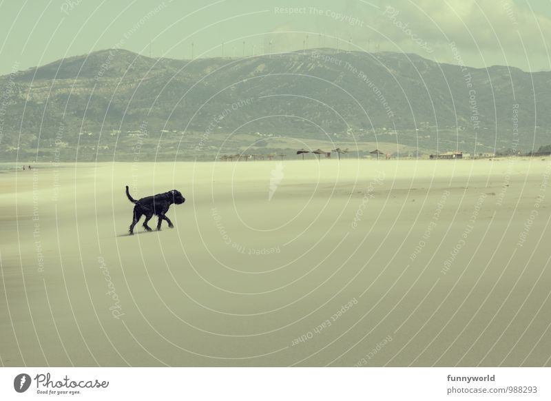 Help! Help! A dog! Landscape Mountain Beach Animal Pet Dog 1 Sand Walking Black Tails Large giant schnauzer Individual Search Vacation & Travel Spain