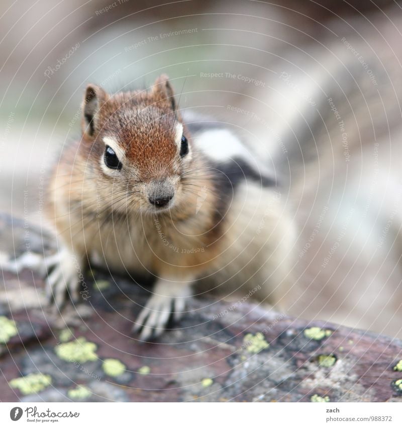 Good morning Tree Animal Wild animal Animal face Pelt Claw Paw Eastern American Chipmunk squirrel Rodent 1 Observe Brash Cute Brown Subdued colour Exterior shot