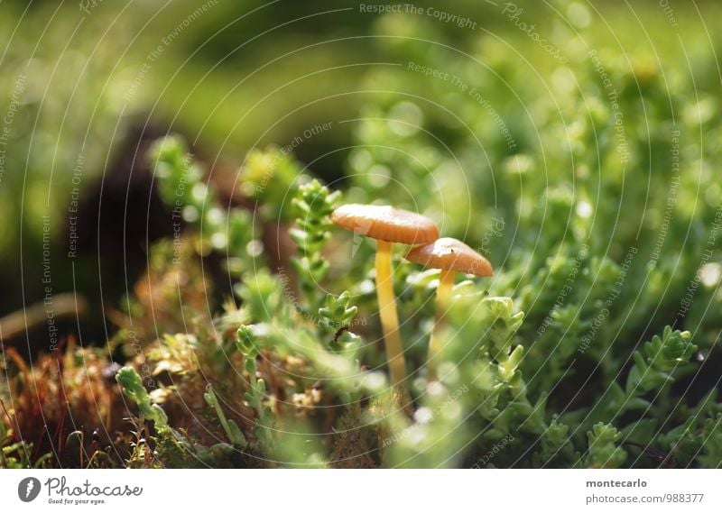 mushrooms Environment Nature Plant Earth Sunlight Grass Moss Foliage plant Wild plant Mushroom Thin Authentic Simple Fresh Uniqueness Small Near Natural Round
