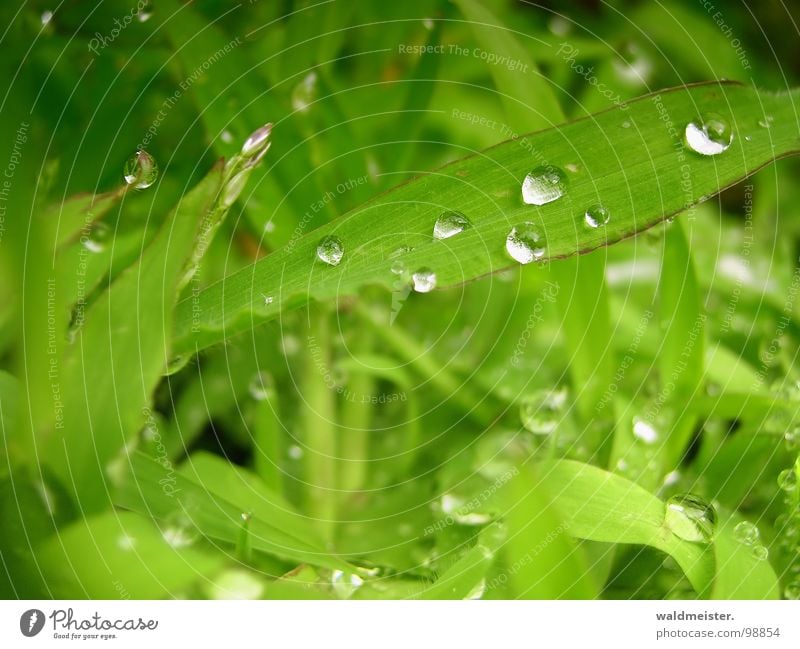 After the rain Grass Meadow Green Water Drops of water Dew Rain Glittering Macro (Extreme close-up) Fresh