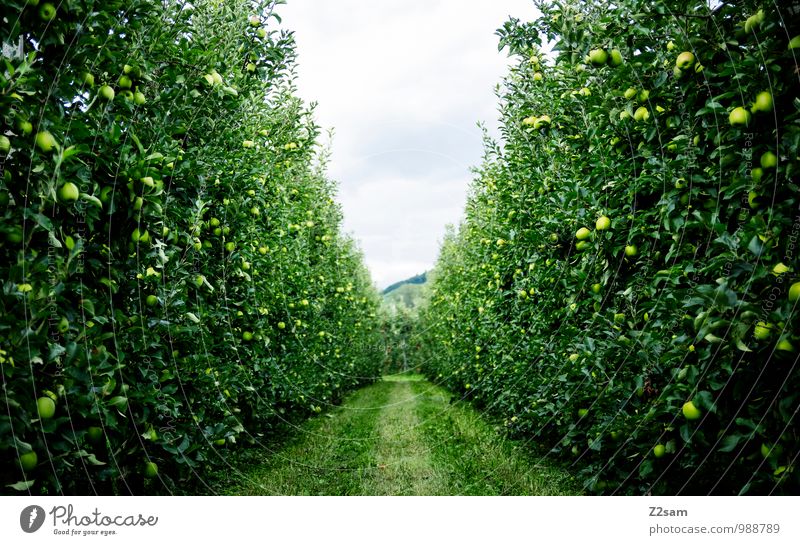 Apples over apples Fruit Environment Nature Landscape Summer Beautiful weather Plant Tree Bushes Fresh Healthy Sustainability Natural Green Relaxation Idyll