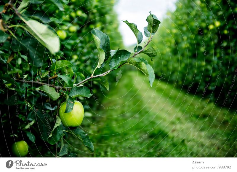 South Tyrolean apples Food Fruit Apple Environment Nature Landscape Summer Beautiful weather Plant Bushes Fresh Healthy Natural Idyll Sustainability Network