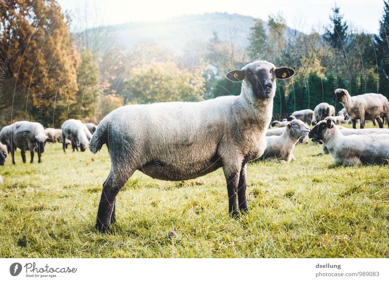 Baa. Environment Nature Landscape Autumn Beautiful weather Meadow Field Forest Animal Farm animal Sheep Group of animals Herd Observe To feed Listening Healthy