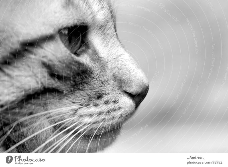 Tigi in profile Nose Mouth Cat Sit Whisker Mammal Cat eyes mackerelled Black & white photo Silhouette Profile