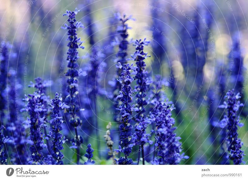 Blue, of course. Nature Plant Spring Summer Flower Grass Bushes Leaf Blossom Garden Park Meadow Blossoming Growth Violet Colour photo Exterior shot Deserted Day
