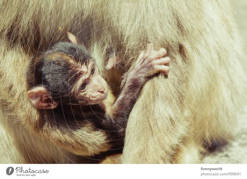 Tragling Monkeys Barbary ape Young monkey Observe Touch Carrying To hold on Ear Beautiful Cute Safety (feeling of) Animal protection Appease Baby Helpless