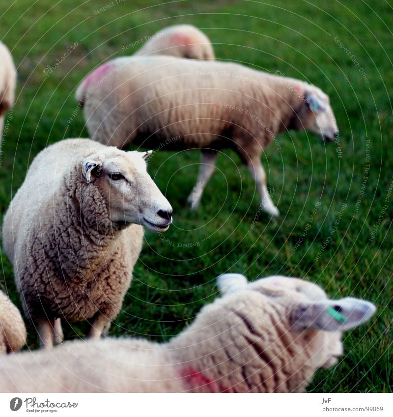 1 sheep, 2 sheep, 3 sheep Sheep Meadow Wool Animal Dream Green Mammal Pasture herds of animals Numbers Lawn cattle for slaughter slaughter animal
