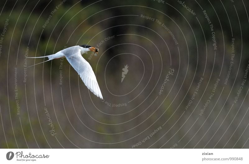 Forster tern Animal Wild animal Bird Fly 1 Movement Eating Driving Catch To hold on Flying Feeding Hang Hunting Fight Smiling Running Elegant Success Positive