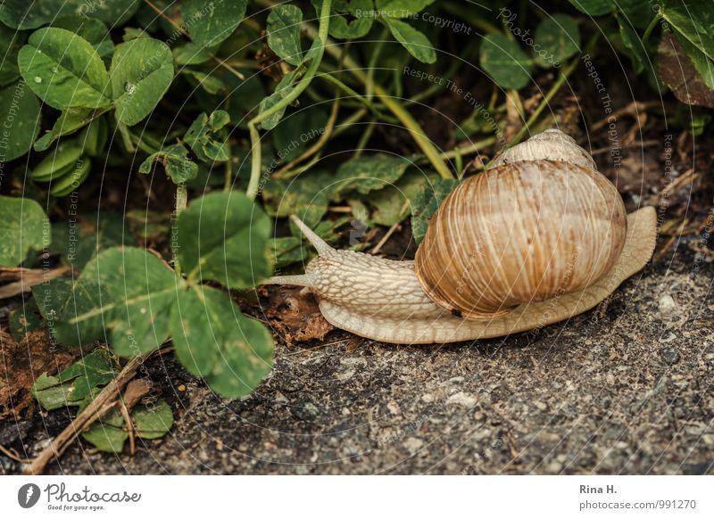always nice and slow Environment Nature Animal Summer Lanes & trails Snail 1 Natural Clover Creep Break Slowly Vineyard snail Subdued colour Exterior shot