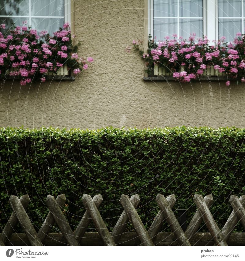 lower middle class - I Front garden Fence Hedge Window Flower Groomed Trimmed Conservative Tradition Curtain Suburb Clean Tidy up Wood Geometry Facade
