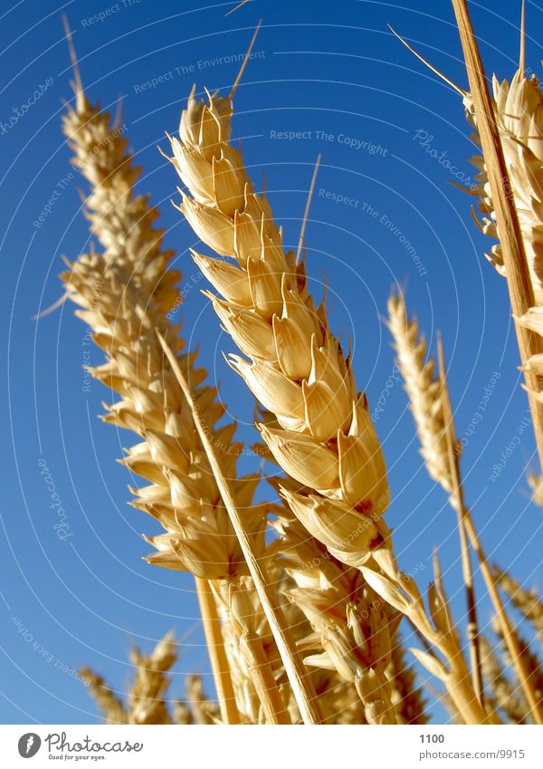 wheat Wheat Field Summer Sky Blue