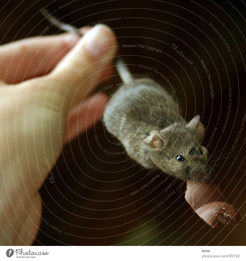 caught mouse in live trap - a Royalty Free Stock Photo from Photocase