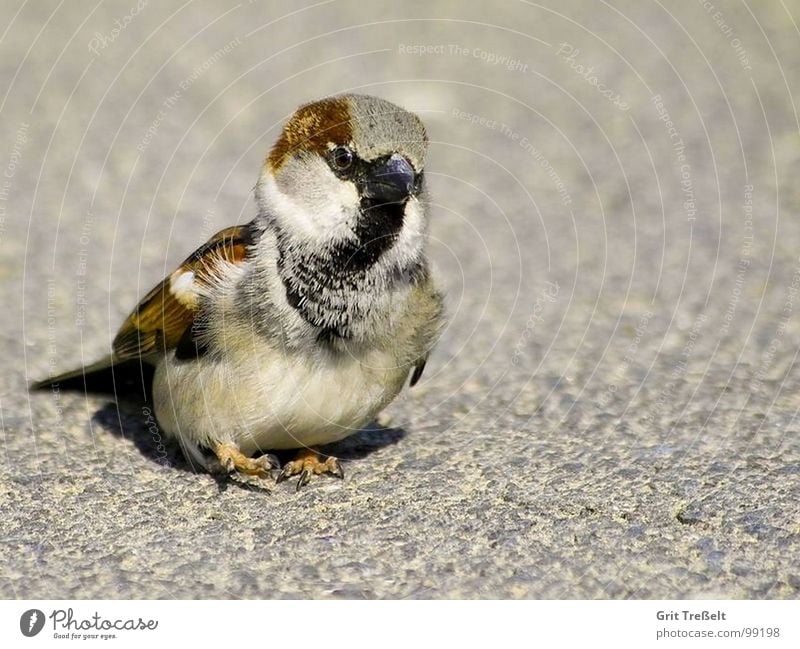 One foot in front of another ;-) Hop Bird Sparrow Sweet Beak Walking Feather