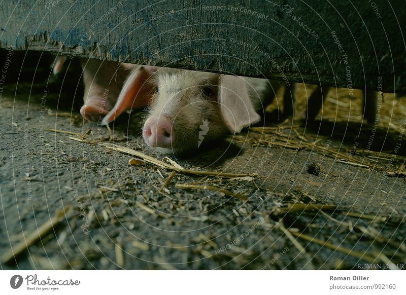 pig Farm animal 2 Animal Baby animal Naked Curiosity Cute Piglet Swine England Colour photo Interior shot Copy Space right Copy Space top Copy Space bottom Day
