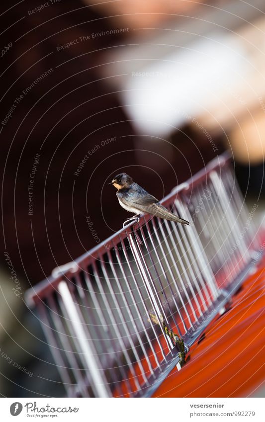 swallow Animal Bird 1 Observe Curiosity Environment Town Roof snow guard House martin Colour photo Multicoloured Exterior shot Deserted Copy Space top Day