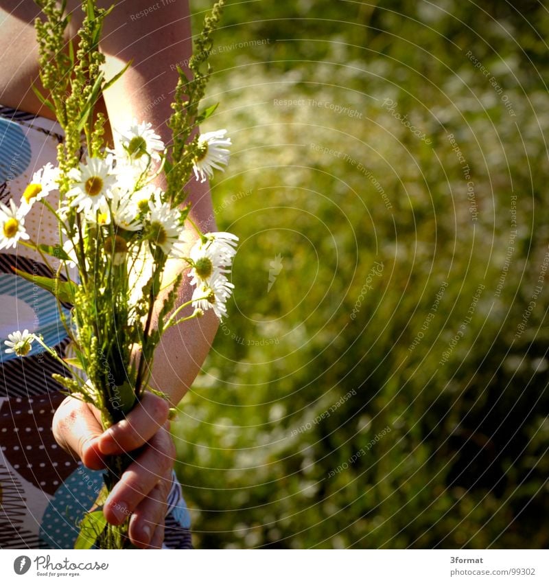 flower child Flower Multicoloured Meadow flower Spring Summer Summer's day Hand Women`s hand Daisy Physics Bouquet Woman Noble Fingers Grass Blossoming Romance