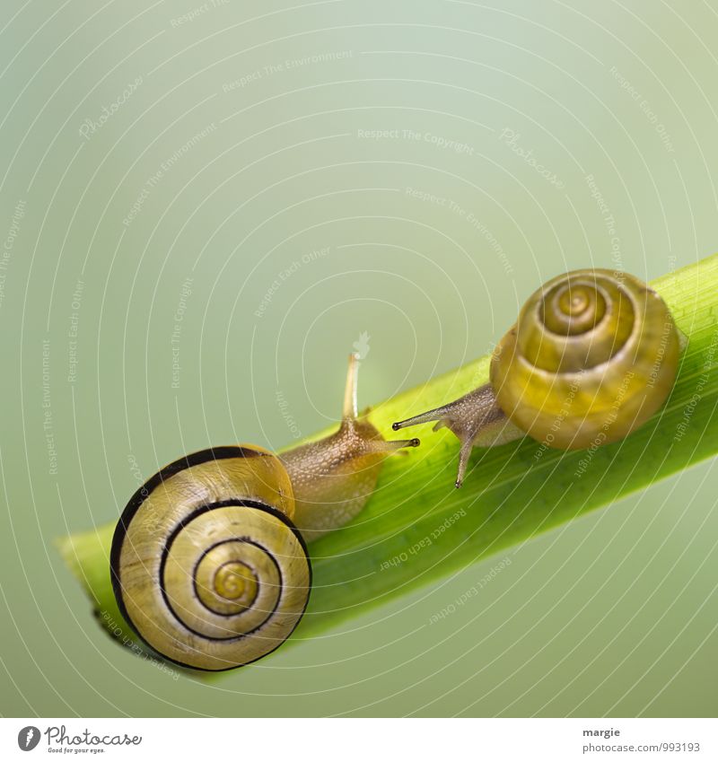 Snail encounter: two snails on a stem with a neutral background Nature Leaf Animal Wild animal Crumpet 2 Rutting season Observe Touch Crawl Kissing Love Embrace