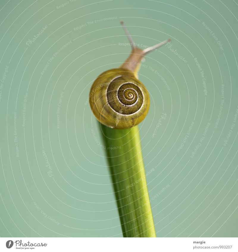 Summit stormer: a snail on a stem with a neutral background Environment Nature Plant Leaf Animal Wild animal Crumpet 1 Esthetic Green Success Serene Patient