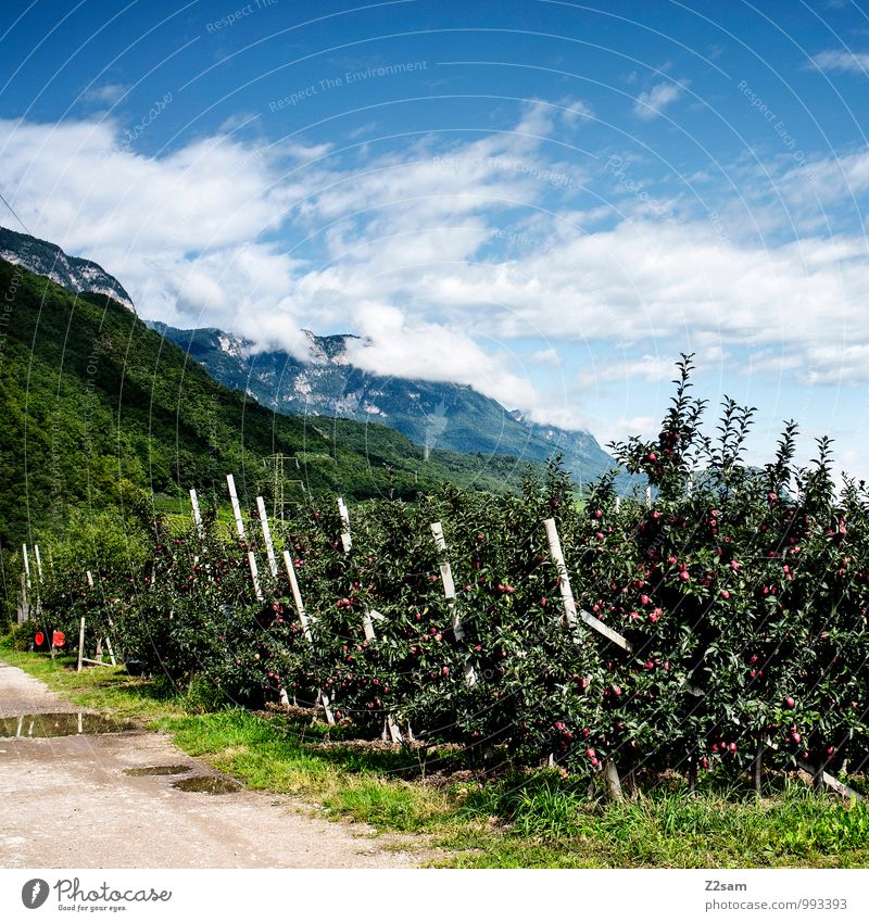 South Tyrolean apples Nature Landscape Sky Clouds Summer Beautiful weather Tree Bushes Alps Mountain Peak Esthetic Healthy Sustainability Natural Relaxation
