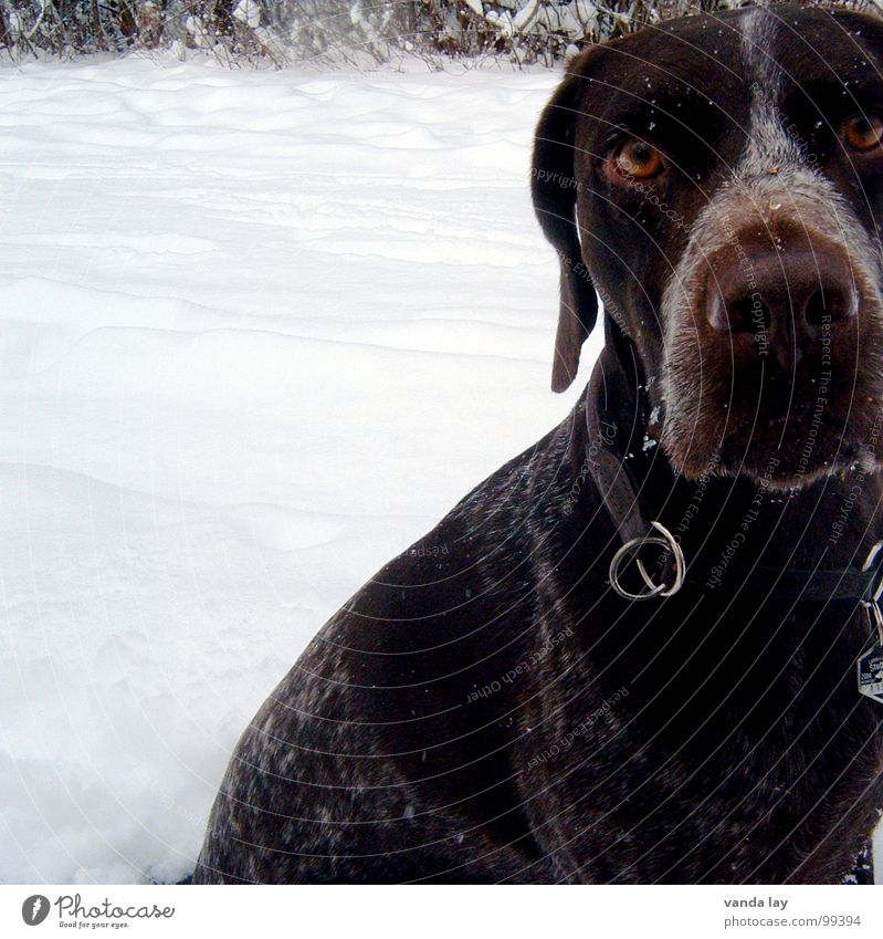 hypnosis Hound Ice Rip Snow Dog Hunter Winter Fix Neckband Animal Cold Loyalty Best Air To go for a walk Elapse Mammal paul German Shorthair Branch Wild animal