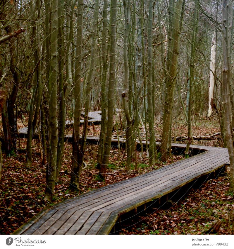 The way Forest Winter Wood Leaf Zigzag Regulation Footbridge Lanes & trails prescribed National Park Line Clarity