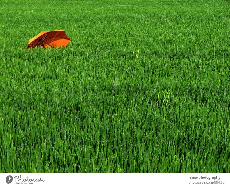 Pushed in the corner Cloppenburg Umbrella Sunshade Storm Clouds Grass Blade of grass Meadow Summer Field Green Spring Calm Loneliness Relaxation Sunbathing