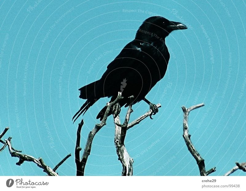 The Boss Bushes Tree Superior Crow Blue-green Green Vantage point Black Disaster Bird Raven birds Fairy tale crehe creep Twig Branch Sky