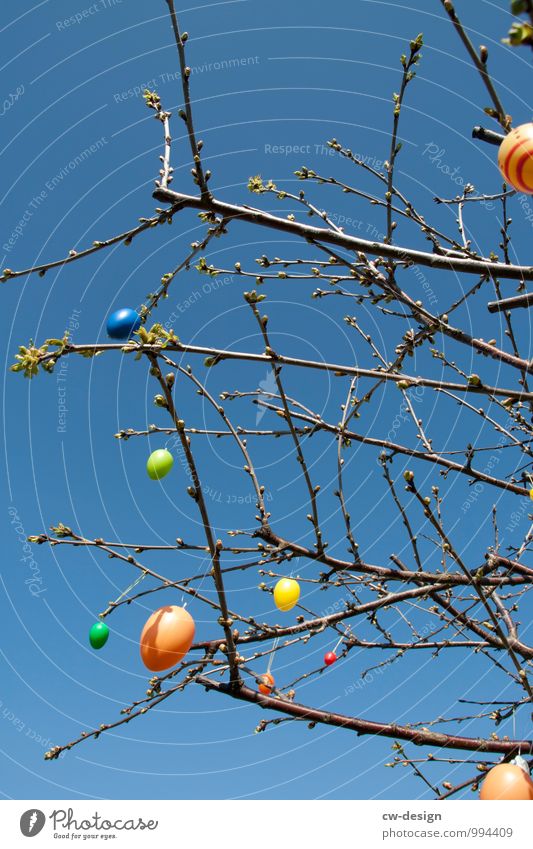 It's very Easter Egg Style Living or residing Garden Feasts & Celebrations Sky Sky only Cloudless sky Beautiful weather Plant Bushes Sign Discover Hang Dance
