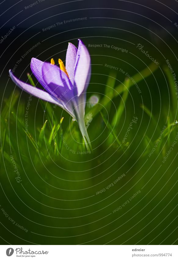 in the meadow Nature Plant Spring Blossom Crocus Garden Meadow Blossoming Violet crocus blossom Colour photo Exterior shot Detail Morning Back-light Blur