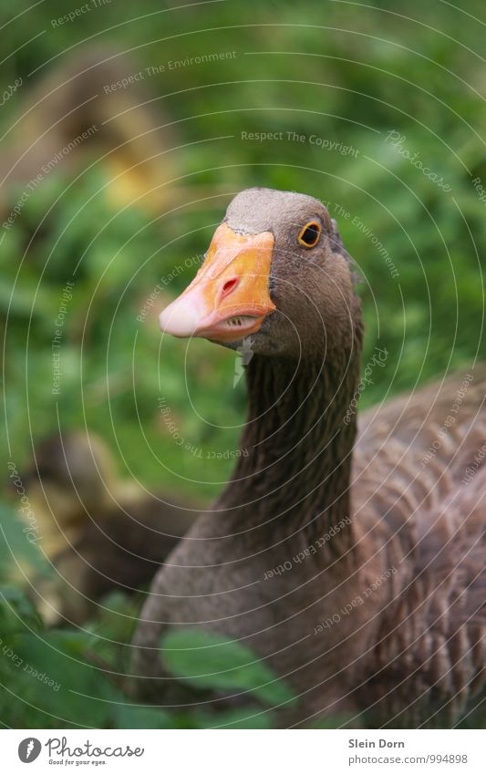 Goose with chicks Nature Animal Meadow Field Pet Farm animal Animal face 1 Animal family Observe Responsibility Watchfulness Dependability Conscientiously