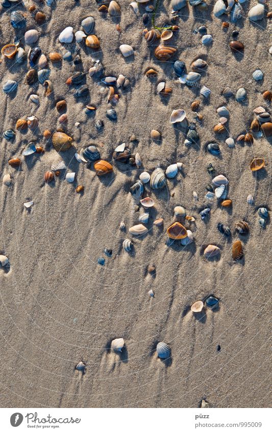 seashells Vacation & Travel Summer Summer vacation Beach Ocean Environment Nature Landscape Earth Sand Beautiful weather Coast North Sea Animal Mussel Wet Brown