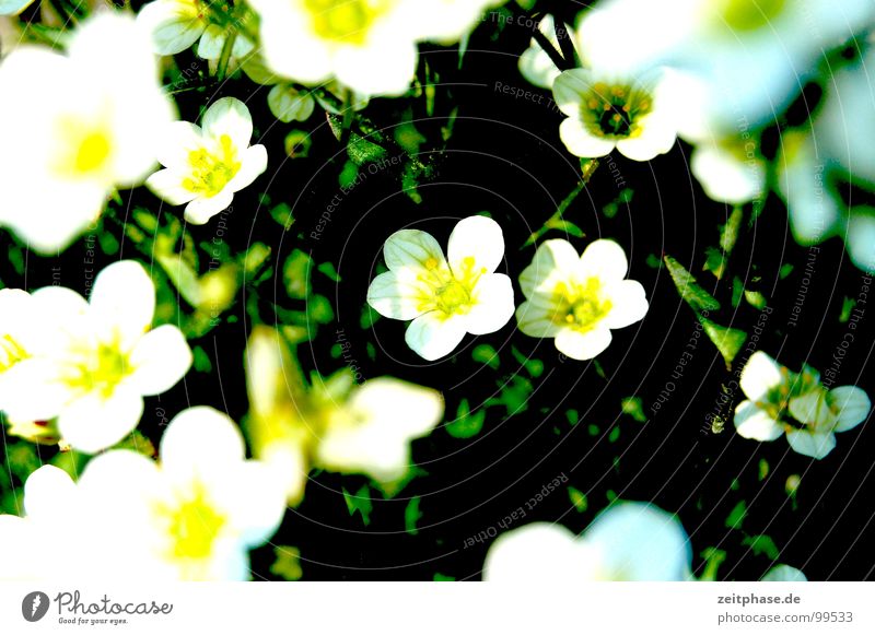 flower festival Flower Bouquet Green Yellow White Summer Meadow Dream Exterior shot Joy Happy Macro (Extreme close-up)