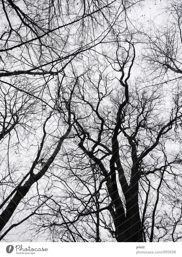 structure Environment Nature Landscape Plant Sky Winter Tree Park Forest Wood Hiking Creepy Natural Above Gloomy Gray Black White Grief Branch Twig Treetop