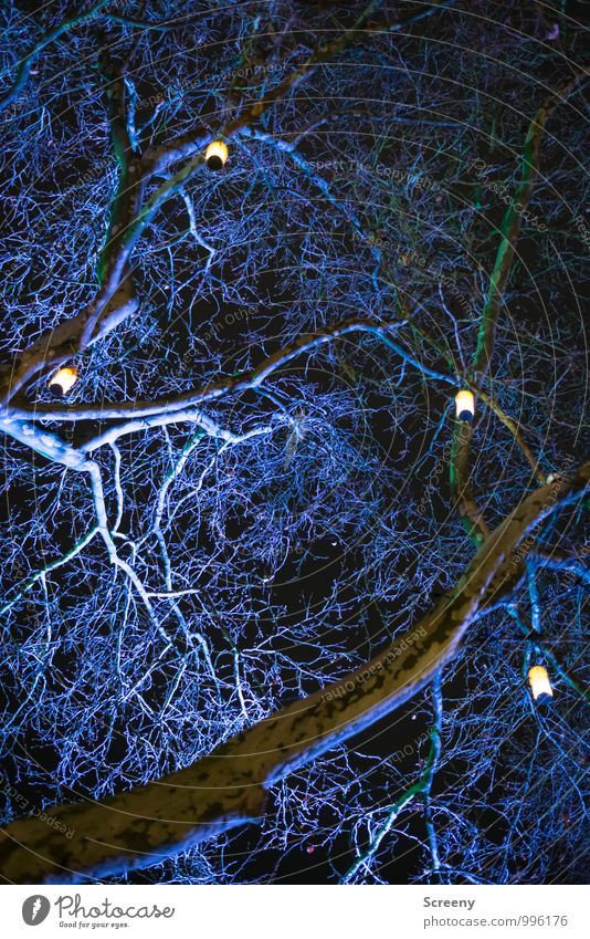 lampions Tree Lampion Illuminate Blue Black White Moody Lighting Christmas & Advent Christmas Fair Brilliant Branch Spooky Colour photo Exterior shot Deserted