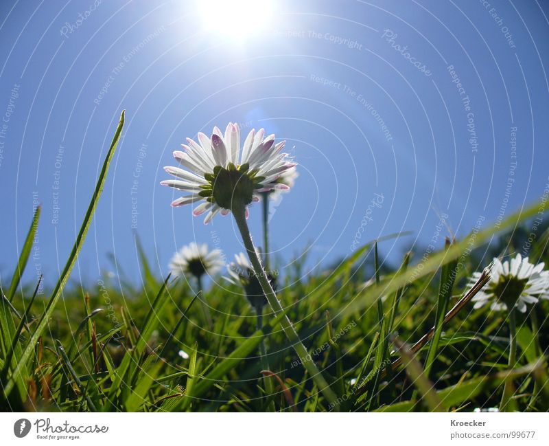 daisies Beautiful Life Calm Cure Sun Nature Plant Cloudless sky Sunlight Spring Beautiful weather Flower Grass Foliage plant Meadow Growth Free Small Blue Green