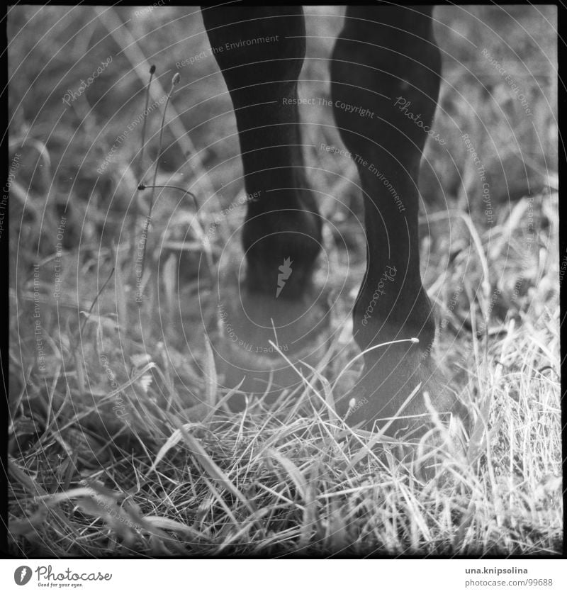 hoppipolla Legs Grass Meadow Bangs Horse Wild Soft Analog Medium format Hoof Horseshoe Plantain Strip of light Straw Pasture Black & white photo
