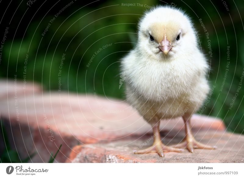 CHICKEN-WALK Environment Nature Animal Pet Farm animal Animal face Wing Claw Chick Barn fowl Rooster 1 Baby animal Infancy Kitsch Beautiful Small angry bird