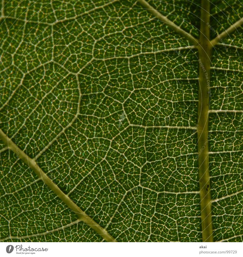 The sheet 15 Plant Green Botany Part of the plant Creeper Verdant Environment Bushes Back-light Leaf Background picture Tree Near Photosynthesis Vessel Detail