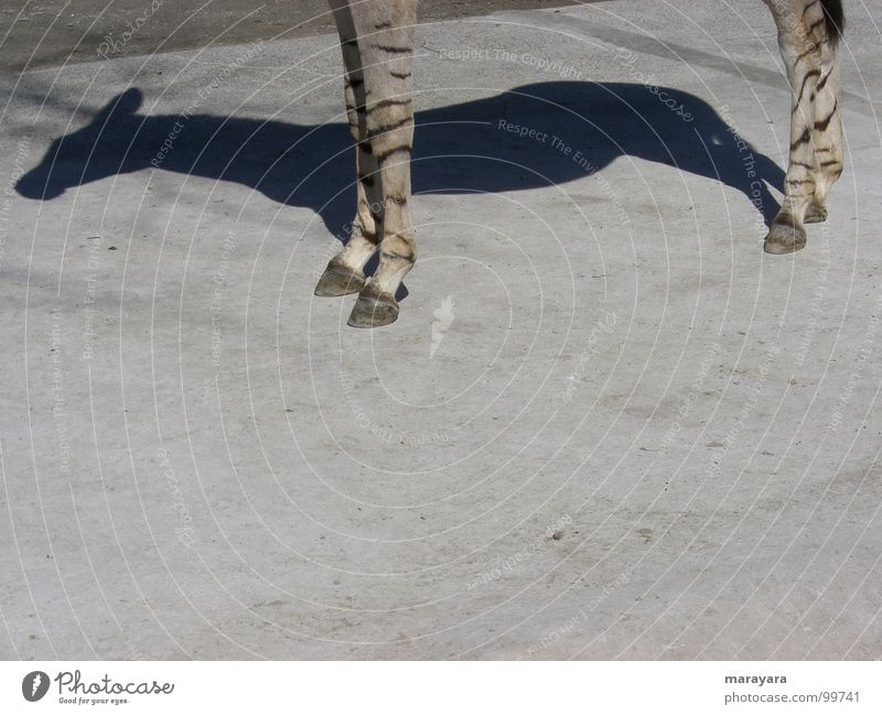 Shadows of himself Zoo Horse Physics Hot Asphalt Concrete Zebra Mammal ungulate Beautiful weather Warmth midday heat okapi