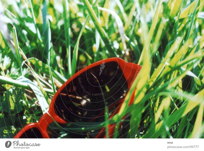 eyeglass grass Grass Green Eyeglasses Sunglasses Summer Discarded Juicy Worm's-eye view Spring Lie Elbe Grassland on the Elbe River green-red-contrast Nature