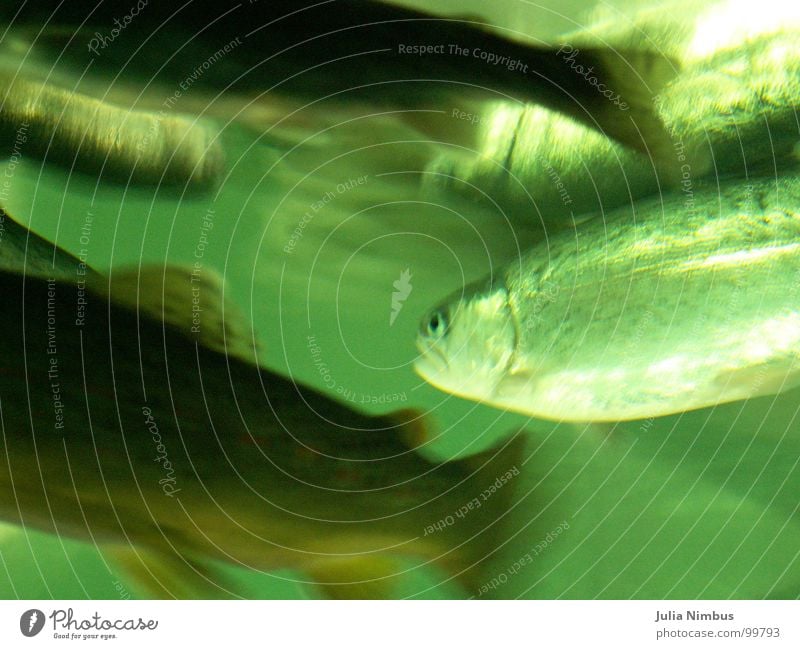 trout Rainbow trout Brown trout Underwater photo Aquarium Shoal of fish Environment Lake Glittering Structures and shapes Green Fish Trout Nature