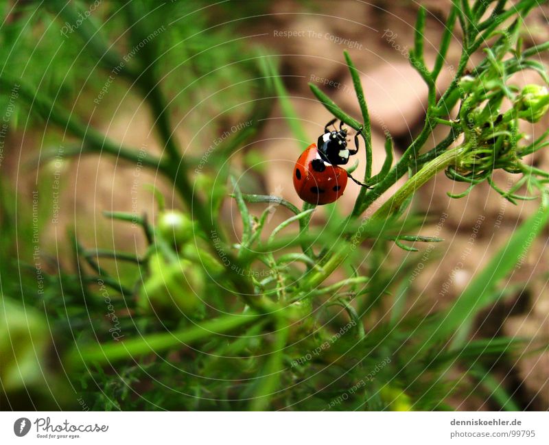 Ladybird in May Insect Feeler Crawl Hang Red Small Cute Beetle Green Field Brown Bushes Plant Flower Spring Summer Animal Exterior shot Close-up Blur