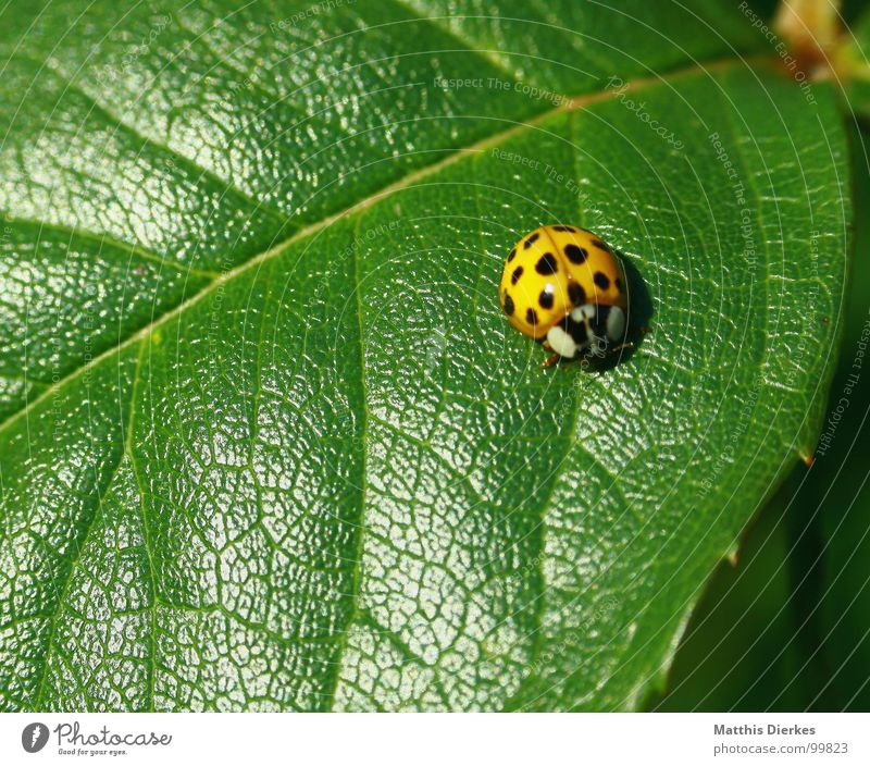 BAD CAMOUFLAGE Insect Animal Ladybird Bow Leaf Rose leaves Flashy Lighting Brown Sunbathing Spotted Beautiful Break Stay Stand Motionless Derogative Camouflage