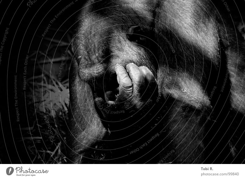 Man Monkey Gorilla Monkeys Apes Animal Mammal Nature Zoo Captured Grief Loneliness Emotions Connection Pelt Hand Fingers Black White Low-key Light Gray Dark